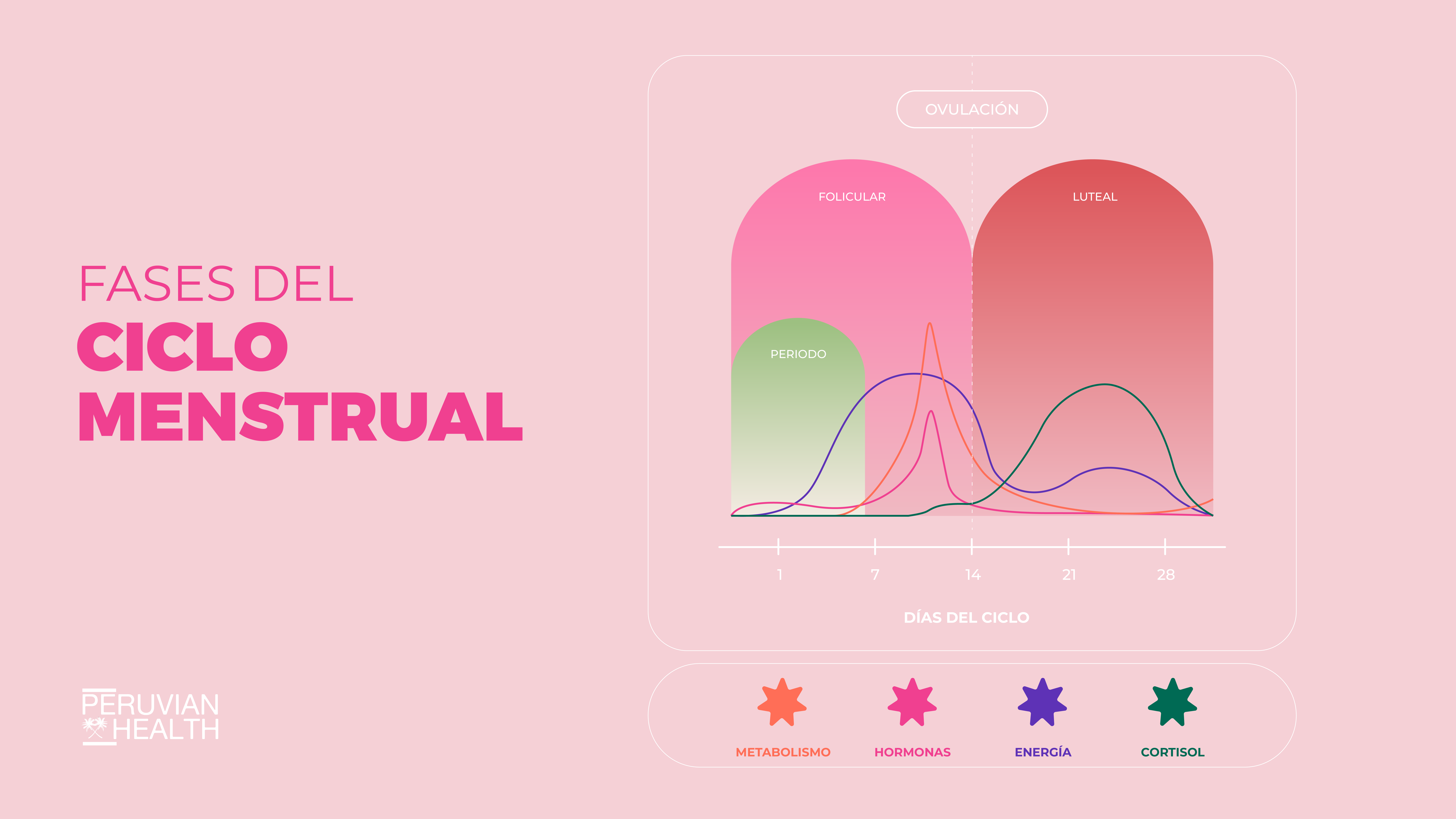 Gráfico que explica las fases del ciclo menstrual de la mujer